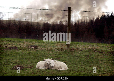 Ein Paar Lämmer liegt auf einem Feld in der Nähe von Penrith, während sie warten, bis sie für die Schlachtung aufgerundet werden, während die Maul- und Klauenseuche anhält. Rauch steigt aus Bränden brennender Tiere über der Stadt in der Ferne. 20/02/02 : die Krankheit wurde in Großbritannien vor einem Jahr in dieser Woche entdeckt Stockfoto