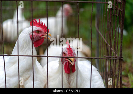 weiße Hühner im Drahtkäfig Stockfoto