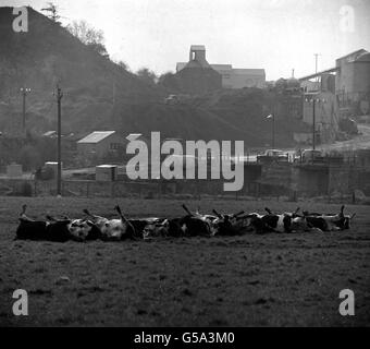 MAUL- UND KLAUENSEUCHE 1967: Nach einem Ausbruch der Maul- und Klauenseuche in der Region liegen tote Rinder auf einem Feld in Pen-isor-LAN in der Nähe von Oswestry. Stockfoto