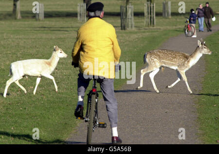 Hirte im Richmond Park in der Nähe von London. Drei königliche Parks werden geschlossen, um zu verhindern, dass sich die Maul- und Klauenseuche auf die Hirschherden ausbreitet. Die Schließung von heute Abend um Mitternacht wird den öffentlichen Zugang zum Richmond Park, zum Bushy Park und zum Hampton Court Home Park im Südwesten Londons unterbinden. Stockfoto