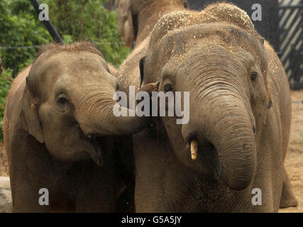 Asiatischer Elefantenbulle Stockfoto
