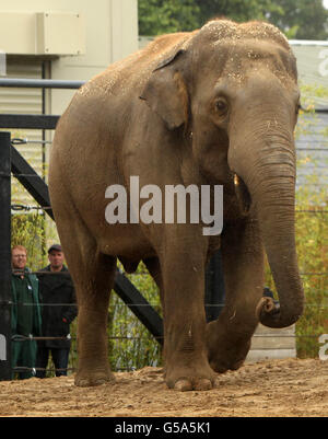 Asiatischer Bullenelefant. Der neue asiatische Bullen-Elefant Upali vom Dublin Zoo, der 17 Jahre alt ist, wird heute vorgestellt. Stockfoto