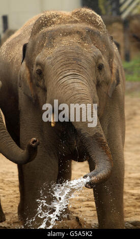 Asiatischer Elefantenbulle Stockfoto