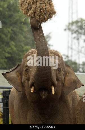 Der neue 17-jährige asiatische Elefantenbulle Upali im Dublin Zoo wird heute vorgestellt. Stockfoto