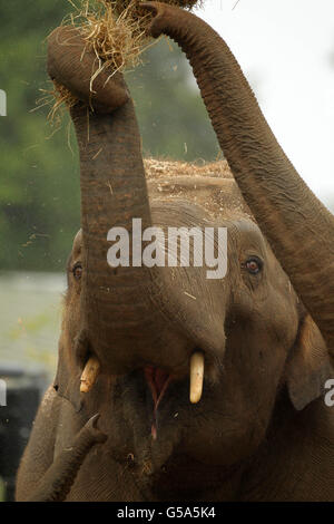 Asiatischer Elefantenbulle Stockfoto
