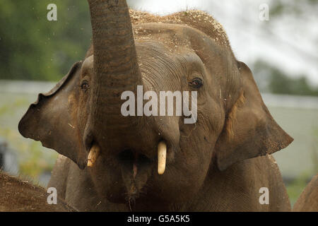 Der neue 17-jährige asiatische Elefantenbulle Upali im Dublin Zoo wird heute vorgestellt. Stockfoto