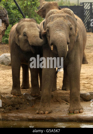 Der neue 17-jährige asiatische Elefantenbulle Upali (rechts) des Dubliner Zoos wird heute vom 5-jährigen Kalb Asha im Zoo begrüßt. Stockfoto