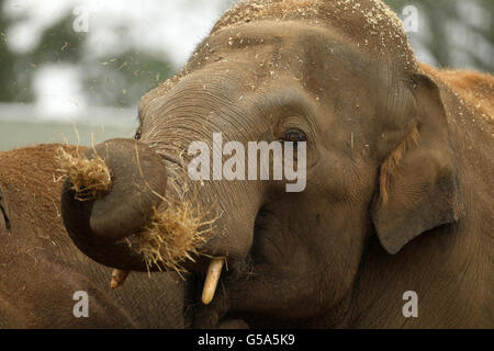 Asiatischer Elefantenbulle Stockfoto