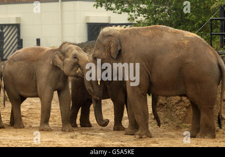 Asiatischer Elefantenbulle Stockfoto