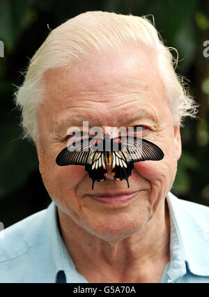 Butterfly Conservation President Sir David Attenborough mit einem südostasiatischen Great Mormon Butterfly auf der Nase, als er die Big Butterfly-Zählung im Londoner Zoo im Regent's Park, London, startete. Stockfoto