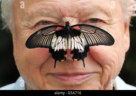 Butterfly Conservation President Sir David Attenborough mit einem südostasiatischen Great Mormon Butterfly auf der Nase, als er die Big Butterfly-Zählung im Londoner Zoo im Regent's Park, London, startete. Stockfoto