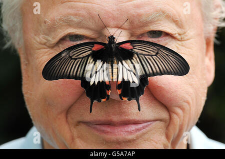 Butterfly Conservation President Sir David Attenborough mit einem südostasiatischen Great Mormon Butterfly auf der Nase, als er die Big Butterfly-Zählung im Londoner Zoo im Regent's Park, London, startete. Stockfoto