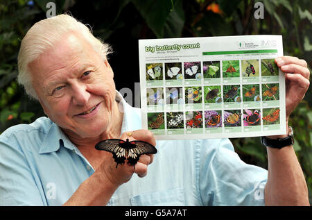 Butterfly Conservation President Sir David Attenborough mit einem südostasiatischen Great Mormon Butterfly und einem Blatt, das verschiedene in Großbritannien verbreitete Arten beschreibt, als er die Big Butterfly-Zählung im Londoner Zoo im Regent's Park in London ins Leben rief. Stockfoto