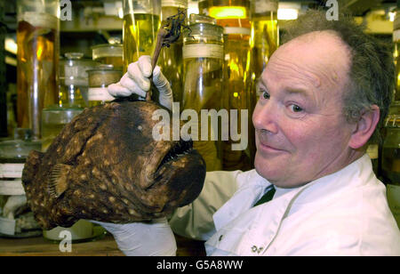 Oliver Crimmen, leitender Kurator für Fisch, mit einem seltenen erhaltenen Angler-Fisch im Natural History Museum, eines von 22 Millionen Exemplaren, die derzeit in das neue Darwin Centre des Museums verlegt werden, das im Frühjahr/Sommer 2002 für die Öffentlichkeit zugänglich sein wird. Stockfoto