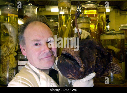 Oliver Crimmen, leitender Kurator für Fisch, mit einem seltenen erhaltenen Angler-Fisch im Natural History Museum, eines von 22 Millionen Exemplaren, die derzeit in das neue Darwin Centre des Museums verlegt werden, das im Frühjahr/Sommer 2002 für die Öffentlichkeit zugänglich sein wird. Stockfoto