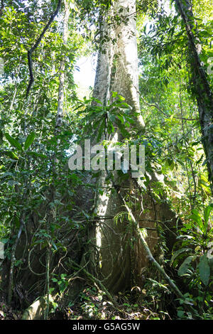 Kapok-Baum, Peru. Arbol de Lupuna Stockfoto