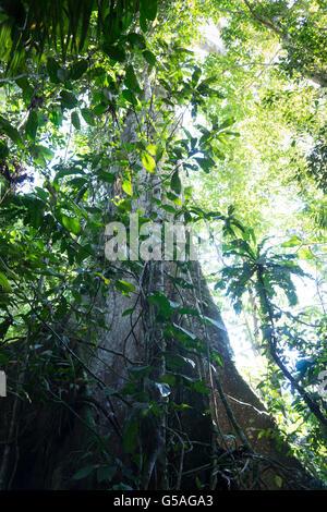 Kapok-Baum, Peru. Arbol de Lupuna Stockfoto