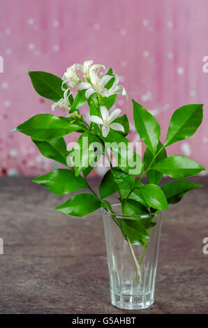 weiße Orangen Jasmin Blüten mit grünen Blättern in Glas Stockfoto