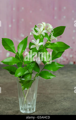 weiße Orangen Jasmin Blüten mit grünen Blättern in Glas Stockfoto