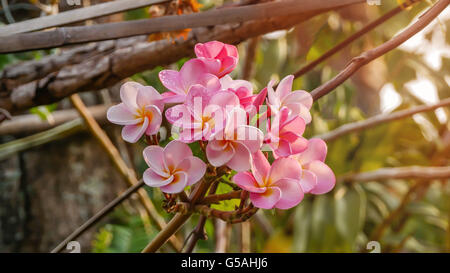 Rosa Frangipani, Frangipanni oder Plumeria tropische Blumen Stockfoto