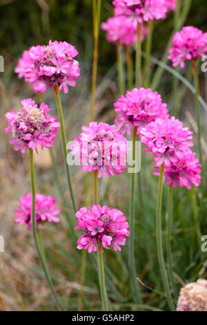 Rosa Blütenköpfchen der Sparsamkeit, Armeria Maritima, eine häufige Küsten-Pflanze im Vereinigten Königreich Stockfoto