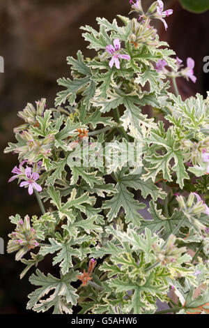 Laub und Blüten von den half-hardy duftenden Blätter Geranie Pelargonium Graveolens "Grey Lady Plymouth" Stockfoto