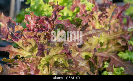 Nahaufnahme der Kopfsalat Eiche und Roteiche Salat. Hydroponik Gemüse Bauernhof Stockfoto