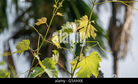 Junge grüne Traube mit Blättern im Weinberg Stockfoto