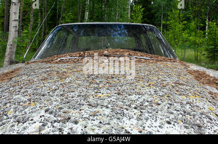 Ein verlassenes Auto in einem Wald. Seit ich weiß nicht, wann. Bio Sachen über das Auto. Stockfoto