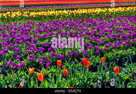 Blick auf einen schönen Bereich der bunten Tulpen in Woodburn, Oregon Stockfoto