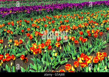 Rote und gelbe Tulpen in einem Feld in Woodburn, Oregon Stockfoto