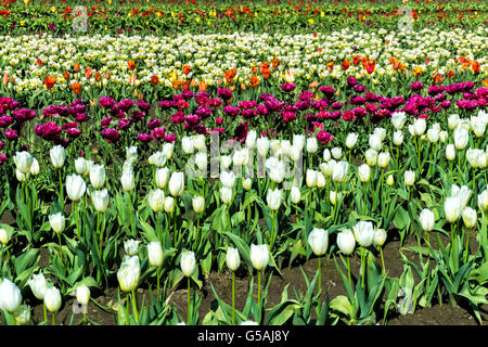 Tulpenfeld mit weißen Tulpen im Vordergrund in Woodburn, Oregon Stockfoto