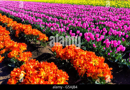 Beautiful view of a field of purple and orange tulips Stockfoto