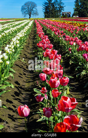Auf der Suche nach einer Reihe von bunten Tulpen in Woodburn, Oregon Stockfoto