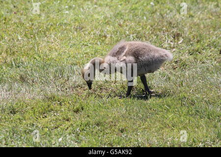 Kanada-Gans Gosling (Branta Canadensis) auf Nahrungssuche in den Rasen um etwas zu essen. Stockfoto