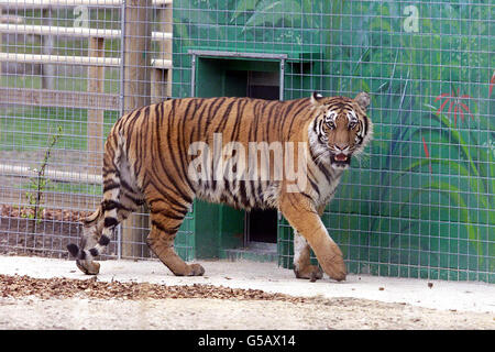 Bengal Tiger Stockfoto