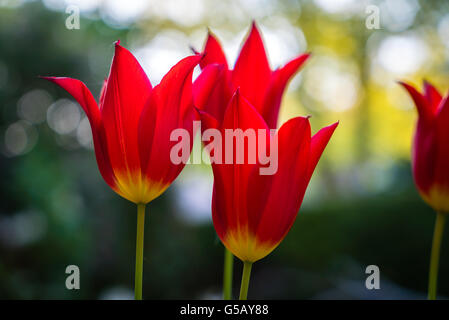 Schöne rote Tulpe closeup Stockfoto