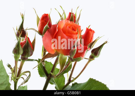 Bouquet von kleinen orange Rosen isoliert auf weißem Hintergrund Stockfoto