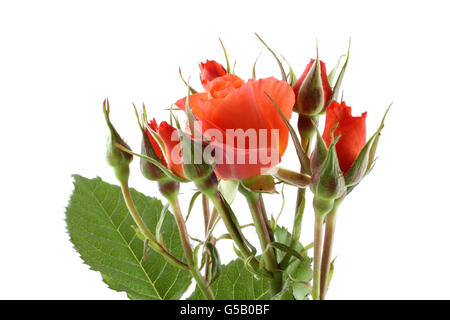 Bouquet von kleinen orange Rosen isoliert auf weißem Hintergrund Stockfoto