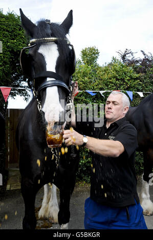 Monty, das Shire Pferd schlupft ein Pint Bier vor dem Raven Inn in Poulshot, Wiltshire, als er seinen jährlichen zweiwöchigen Urlaub beginnt. Monty, ein arbeitendes Brauereipferd von Wadworth, der zusammen mit seinen anderen Dray Horses Prince und Max das ganze Jahr über Bier in die Wiltshire Pubs liefert. Alle Pferde erhalten ein Pint Bier, bevor sie für ihren zweiwöchigen Urlaub von der Brauerei, die seit mehr als 100 Jahren Shire-Pferde beschäftigt, in lokalen Pubs Bier zu liefern, auf die lokalen Felder entlassen werden. Prince, Monty und Max sind drei der letzten verbleibenden Arbeitsscheuchen in der britischen Brauindustrie. Stockfoto