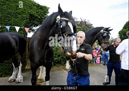 Monty, das Shire Pferd schlupft ein Pint Bier vor dem Raven Inn in Poulshot, Wiltshire, als er seinen jährlichen zweiwöchigen Urlaub beginnt. Monty, ein arbeitendes Brauereipferd von Wadworth, der zusammen mit seinen anderen Dray Horses Prince und Max das ganze Jahr über Bier in die Wiltshire Pubs liefert. Alle Pferde erhalten ein Pint Bier, bevor sie für ihren zweiwöchigen Urlaub von der Brauerei, die seit mehr als 100 Jahren Shire-Pferde beschäftigt, in lokalen Pubs Bier zu liefern, auf die lokalen Felder entlassen werden. Prince, Monty und Max sind drei der letzten verbleibenden Arbeitsscheuchen in der britischen Brauindustrie. Stockfoto