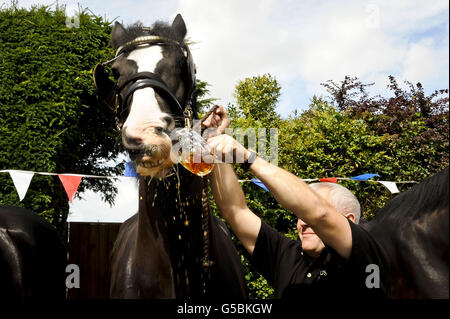 Monty, das Shire Pferd schlupft ein Pint Bier vor dem Raven Inn in Poulshot, Wiltshire, als er seinen jährlichen zweiwöchigen Urlaub beginnt. Monty, ein arbeitendes Brauereipferd von Wadworth, der zusammen mit seinen anderen Dray Horses Prince und Max das ganze Jahr über Bier in die Wiltshire Pubs liefert. Alle Pferde erhalten ein Pint Bier, bevor sie für ihren zweiwöchigen Urlaub von der Brauerei, die seit mehr als 100 Jahren Shire-Pferde beschäftigt, in lokalen Pubs Bier zu liefern, auf die lokalen Felder entlassen werden. Prince, Monty und Max sind drei der letzten verbleibenden Arbeitsscheuchen in der britischen Brauindustrie. Stockfoto