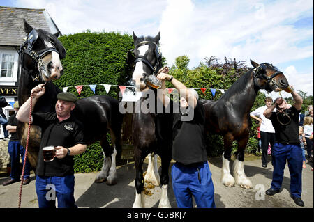 Monty, das Shire Pferd schlupft ein Pint Bier vor dem Raven Inn in Poulshot, Wiltshire, als er seinen jährlichen zweiwöchigen Urlaub beginnt. Monty, ein arbeitendes Brauereipferd von Wadworth, der zusammen mit seinen anderen Dray Horses Prince und Max das ganze Jahr über Bier in die Wiltshire Pubs liefert. Alle Pferde erhalten ein Pint Bier, bevor sie für ihren zweiwöchigen Urlaub von der Brauerei, die seit mehr als 100 Jahren Shire-Pferde beschäftigt, in lokalen Pubs Bier zu liefern, auf die lokalen Felder entlassen werden. Prince, Monty und Max sind drei der letzten verbleibenden Arbeitsscheuchen in der britischen Brauindustrie. Stockfoto