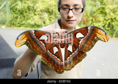 Schmetterlingshüterin Heather Prince hält eine der neu entstandenen Atlasmotten (Attacus Atlas) mit einer Flügelspannweite von 30cm ist sie die größte Mottenart der Welt, aber trotz ihrer Größe werden sie nur etwa eine Woche leben. Stockfoto