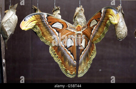 Eine der neu entstandenen Atlasmotten (Attacus Atlas) ist mit einer Flügelspannweite von 30cm die größte Mottenart der Welt, aber trotz ihrer Größe werden sie nur etwa eine Woche leben. Stockfoto