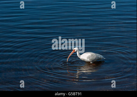 Ibis, die zu Fuß in Wasser mit Wasser Tropfen fallen von Schnabel Stockfoto