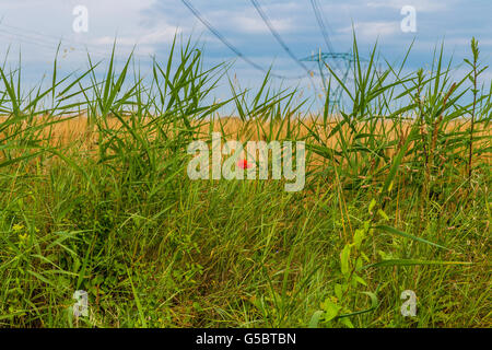 Pylon für die Verteilung von Strom in Hochspannung und Mohn in einem Weizenfeld Stockfoto