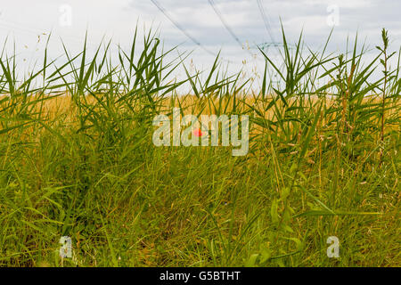 Pylon für die Verteilung von Strom in Hochspannung und Mohn in einem Weizenfeld Stockfoto