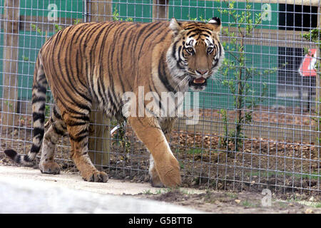 Bengal Tiger Stockfoto