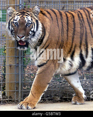 Amba The Bengal Tiger im Willersmill Wildlife Park in Shepreth, Cambridgeshire. Bewohner, die im hinteren Teil des Parks leben, sagen, dass sie besorgt sind, wenn der Tiger, der 1,5m lang und fast 1,5m groß ist, entkommt. * Park-Besitzer Jake Willers sagte, die zweieinhalb Jahre alte weibliche Tiger würde nicht in der Lage sein, die speziell gebauten Gehäuse zu entkommen. Stockfoto